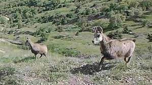 Tunceli'de nesli tehlike altındaki dağ keçisi türü 'şamua'ların sayısı arttı