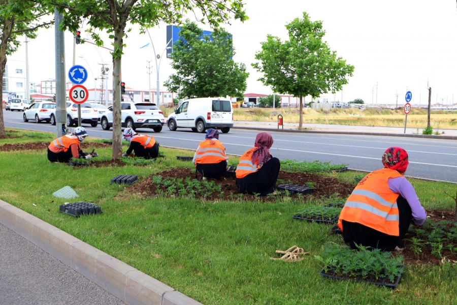 Diyarbakır'da refüj ve kavşaklar çiçeklerle süslendi