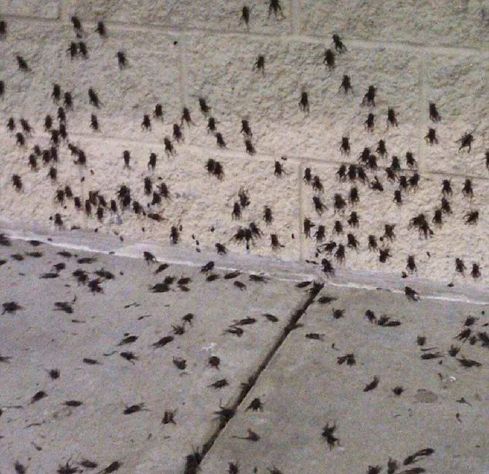 Belediyeden ‘böcek istilasına’ karşı uyarı
