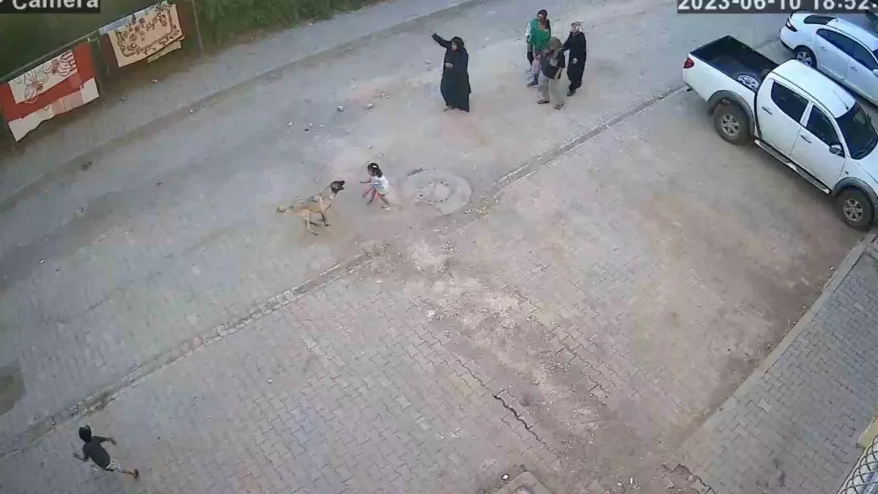 Sokak köpeği ailesiyle yolda yürüyen çocuğa saldırdı