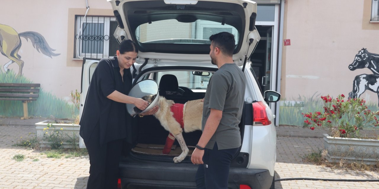 Diyarbakırlı öğretmen yaralı bulduğu köpeği tedavi ettirdi