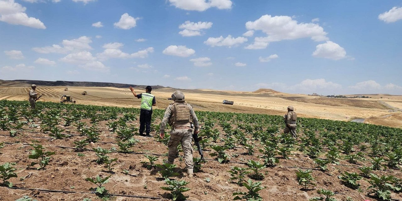 Bismil’de jandarma gözetiminde hasat yapılıyor