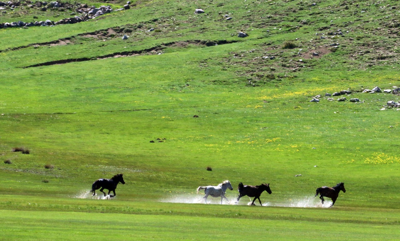 Aras Dağları  yılkı atlarını ağırlıyor