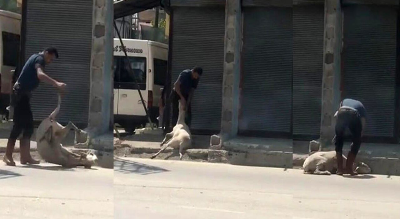 Koyunu döverek bayıltan kasaptan savunma: 'Yormak için öyle yaptım'