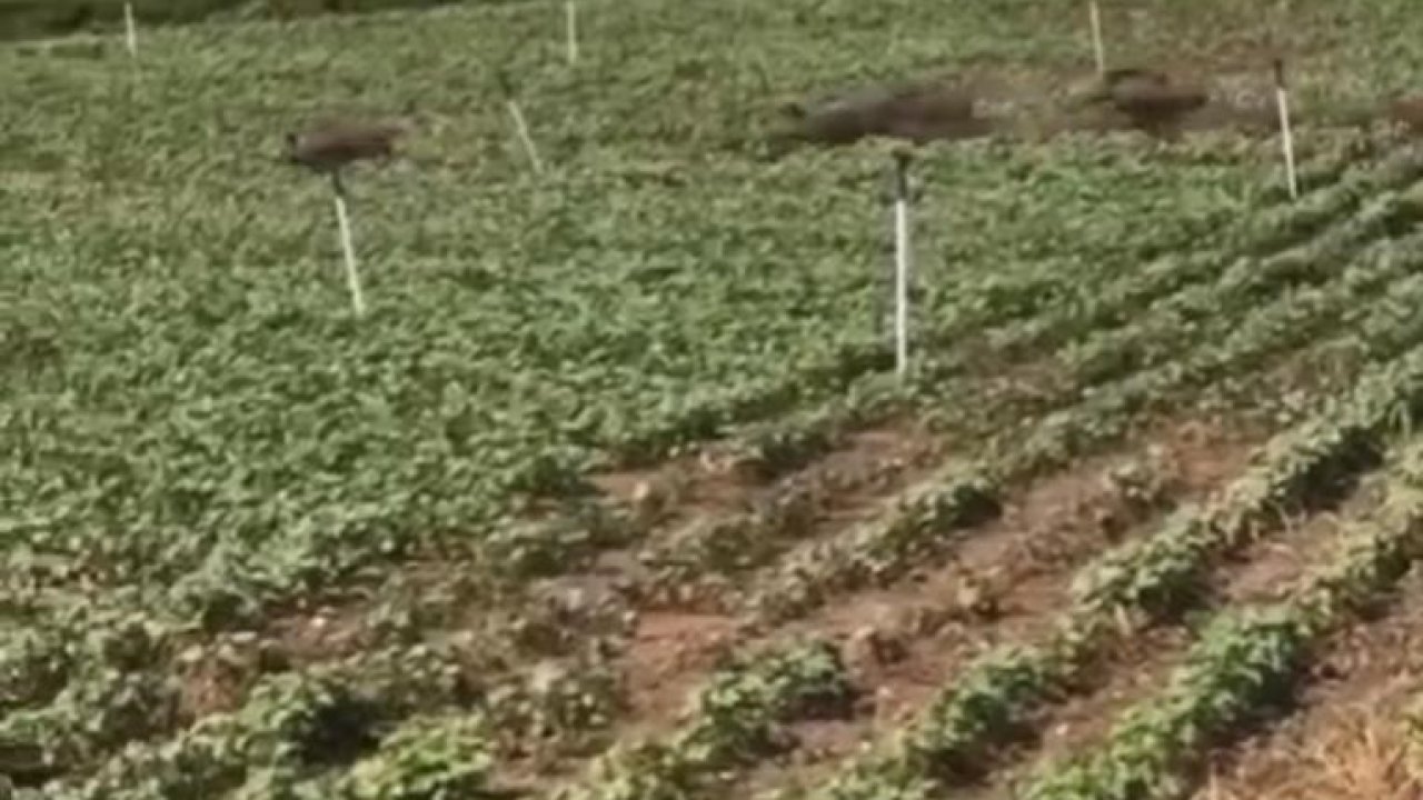 Domuz sürüsü pamuk tarlasında görüntülendi