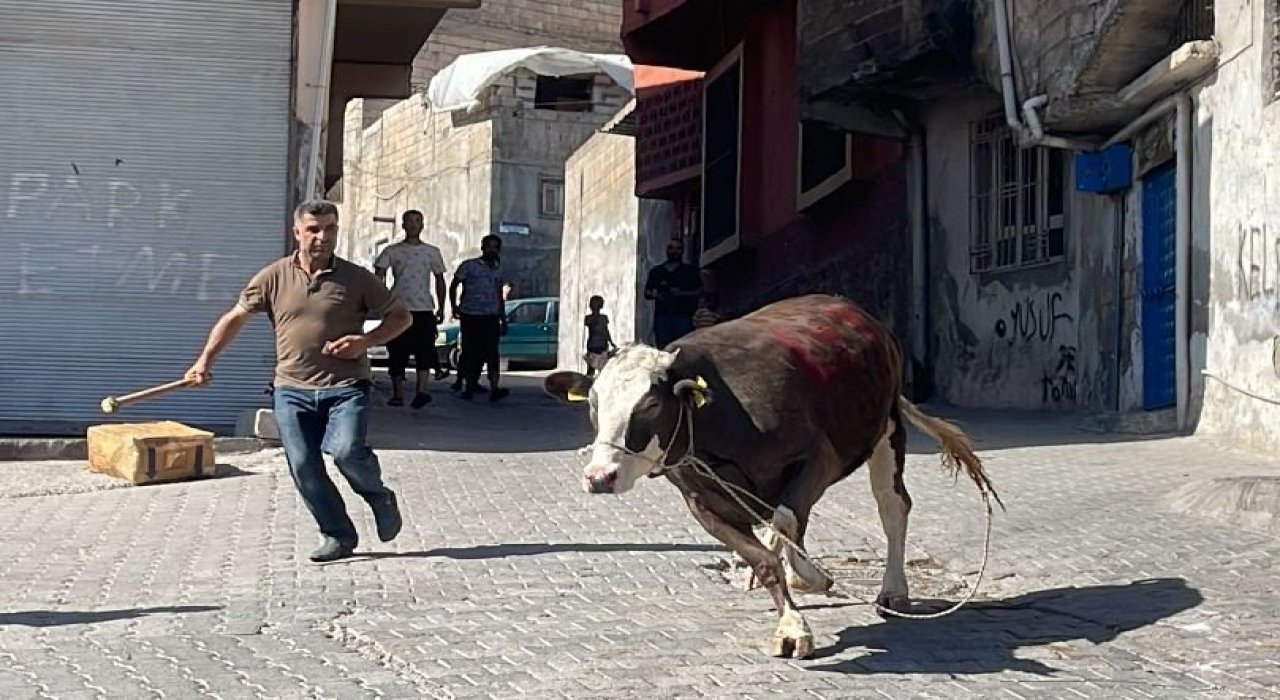 Kurbanlık boğa şehri birbirine kattı!