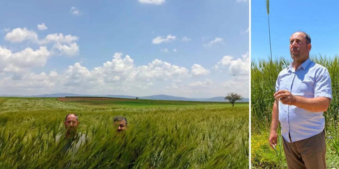 Bu yıl boyu 1.80 santimetreye ulaştı; görenler şaşırdı