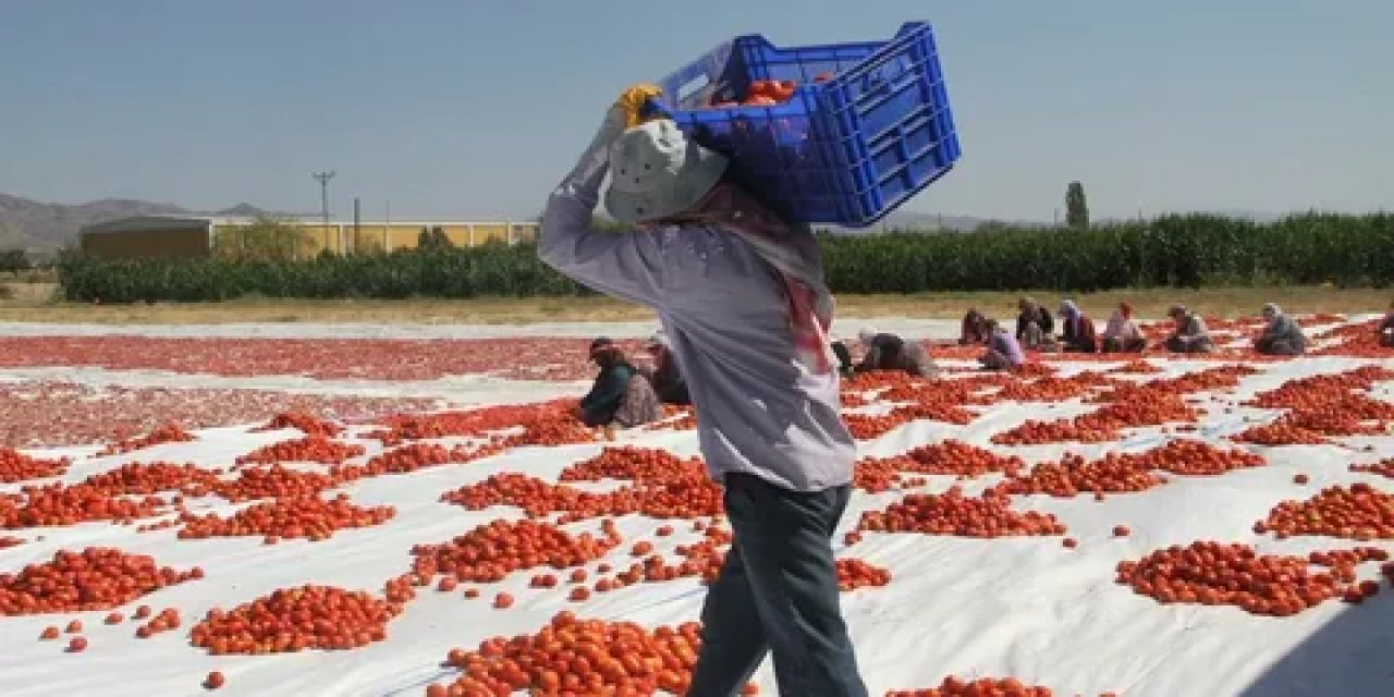 Mevsimlik tarım sektöründe işçi ölüm oranı arttı