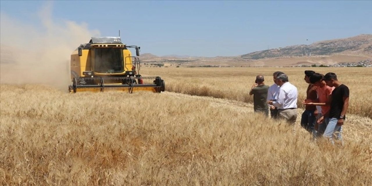 Lise öğrencilerinin ektikleri buğdayın hasadı başladı