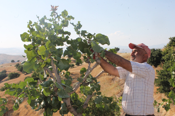 Siirt fıstığı Diyarbakır’da da yetişecek