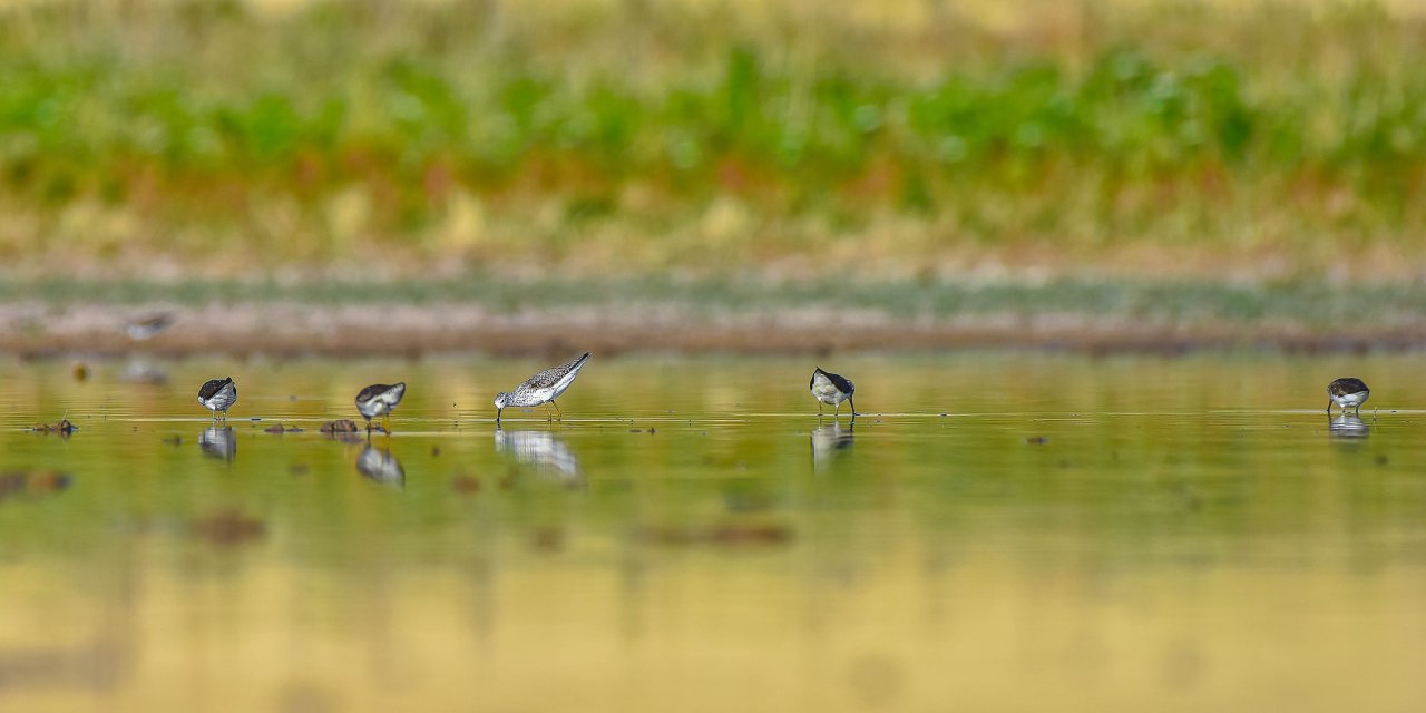 Diyarbakır’da su bulamayan binlerce kuş, gölette toplandı