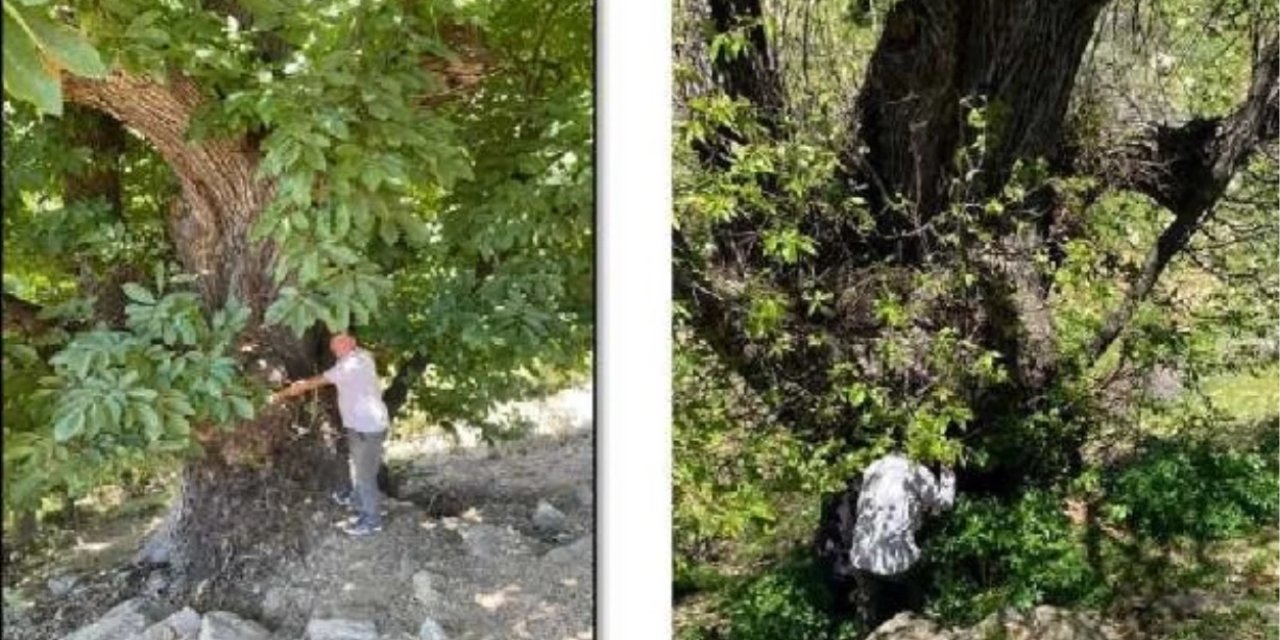 Diyarbakır'da 766 yaşındaki anıt ağacı çoğaltılıyor