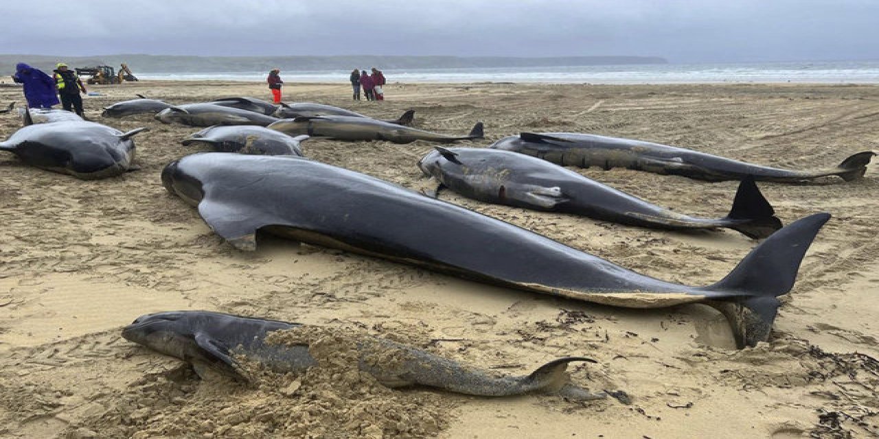 Kıyıya vuran 55 pilot balina öldü
