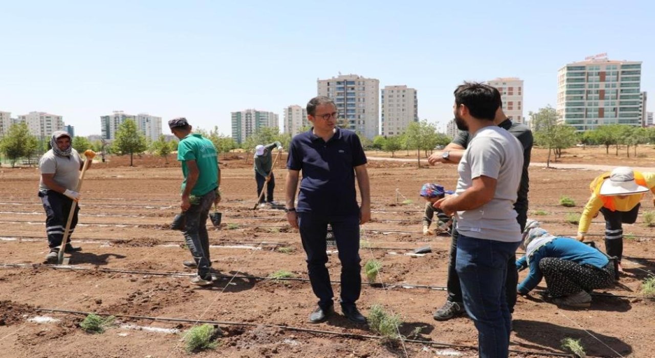 Diyarbakır’da tıbbi aromatik bitkiler bahçesi kuruluyor