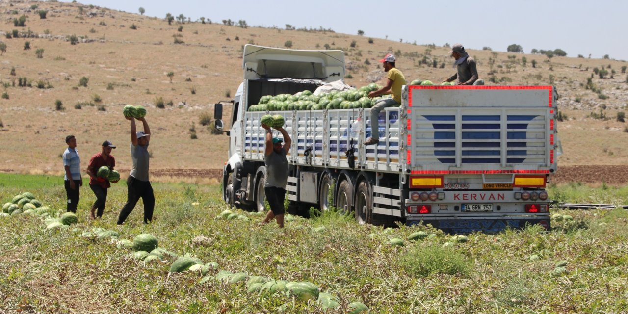 Diyarbakır'da bu yıl 150 bin tonu aşkın karpuz rekoltesi bekleniyor