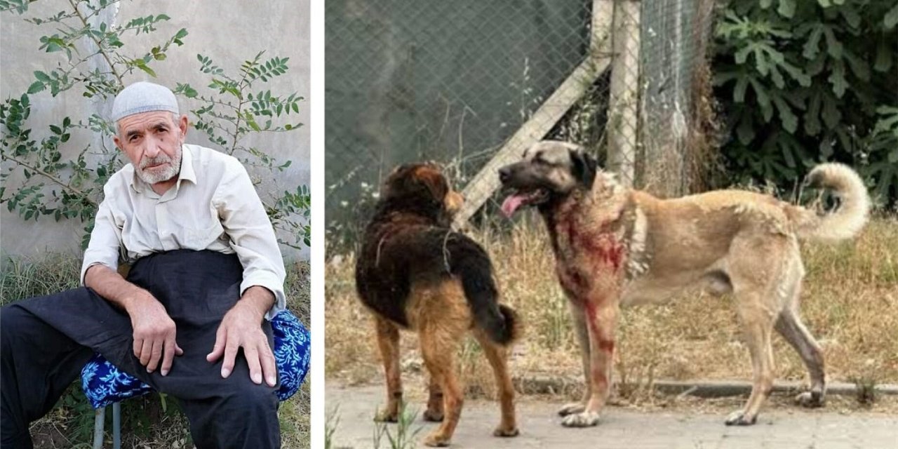 Diyarbakır’da köpek saldırısı sonucu öldüğü belirtilen Delibaş’ın ailesinden açıklama