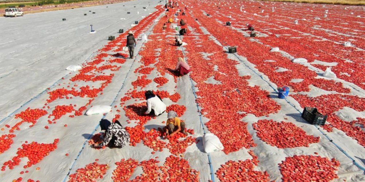 Diyarbakır’dan Avrupa’ya kuru domates ihracatı