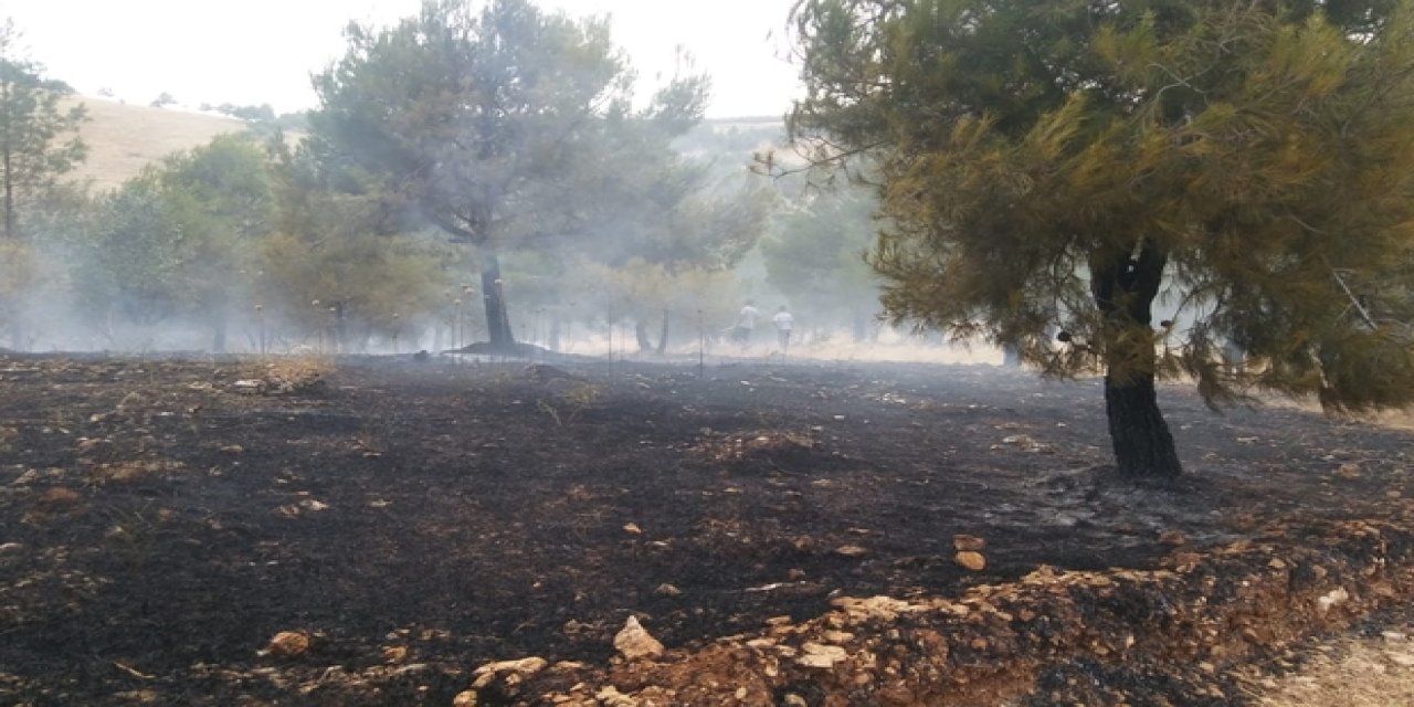 Atatürk Barajı ormanında yangın