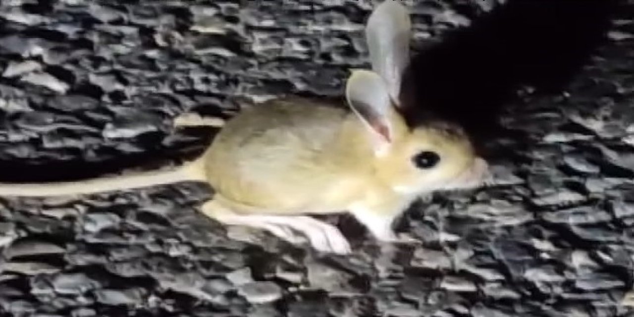 Arap tavşanı Tunceli’de görüntülendi