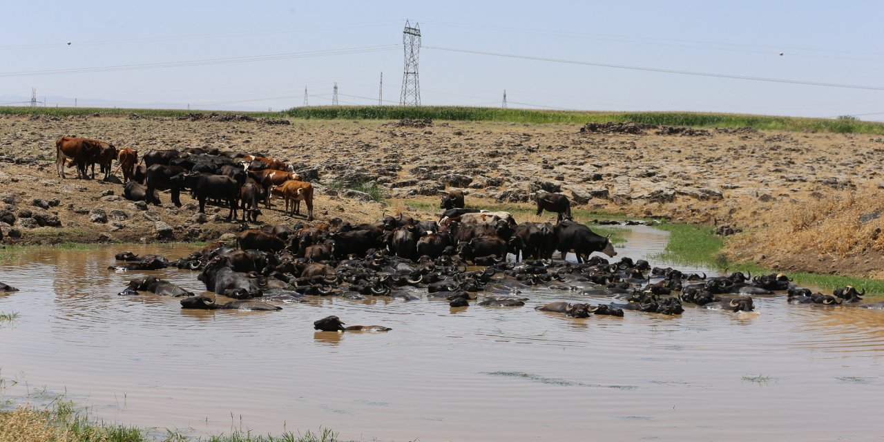 Diyarbakır'da sıcaktan bunalan mandalar göletlerde serinliyor