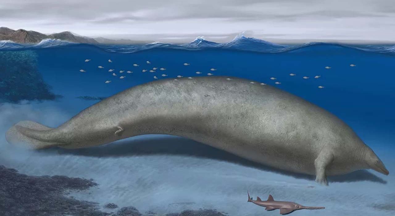 Fosilleri bulunan balina, tüm zamanların en ağır canlısı olabilir