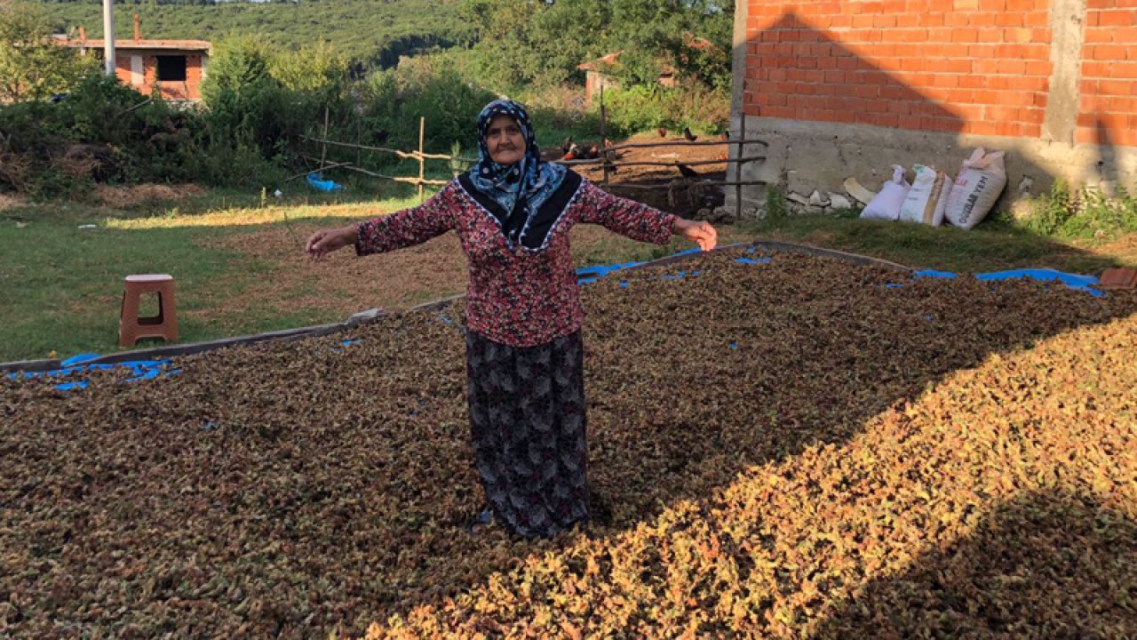 Fındıkları çalınmasın diye nöbet tutan kadının evine hırsız girdi