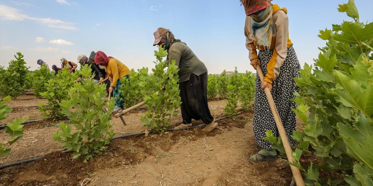 Diyarbakır’da kavurucu sıcaklara karşı fidanlara özel koruma