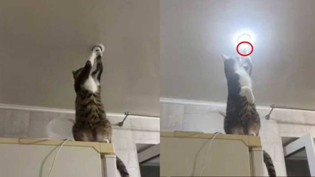Işığı tamir eden kedi sosyal medyada gündem oldu.