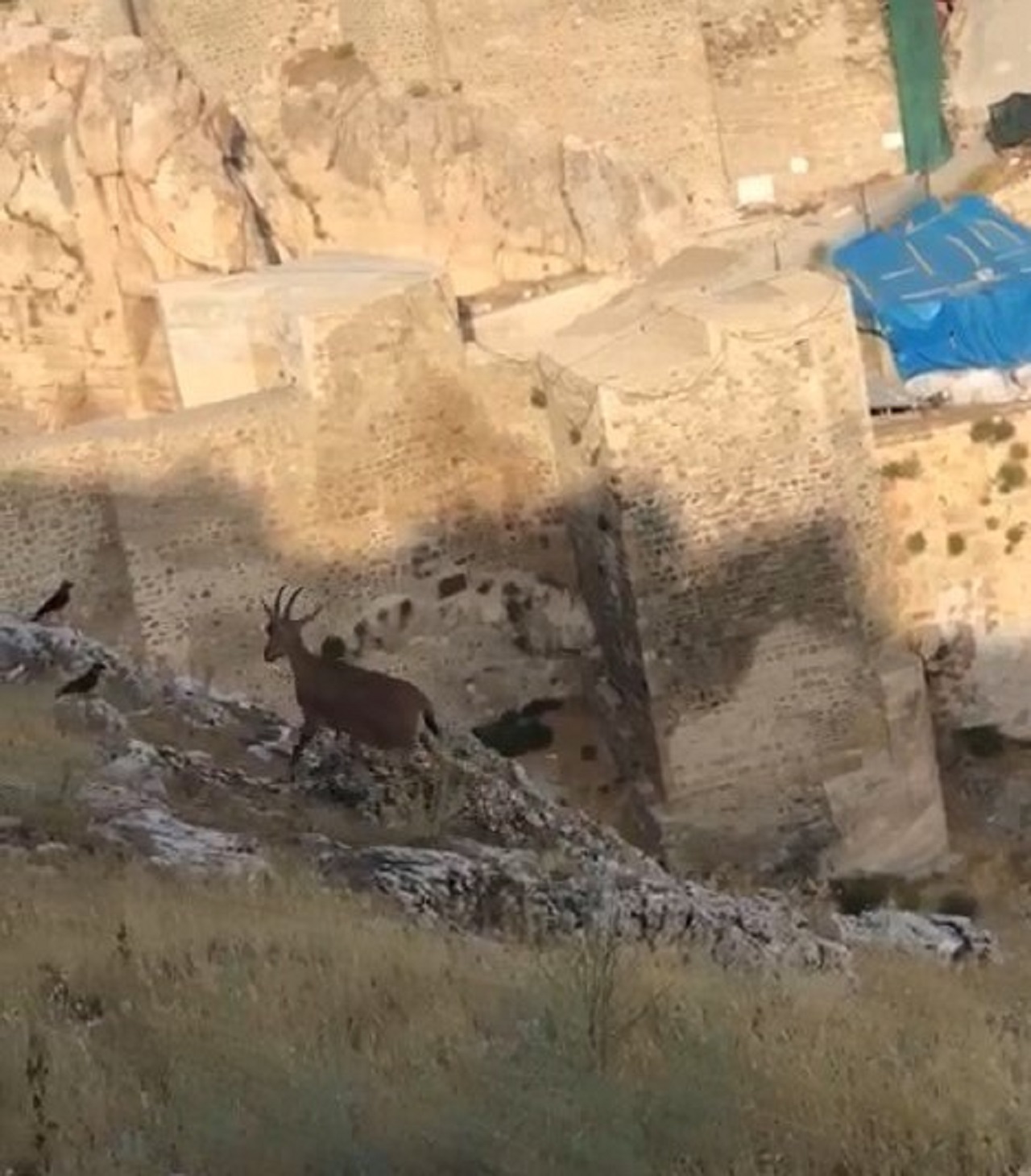 Dağ keçileri Harput’u mesken tuttu