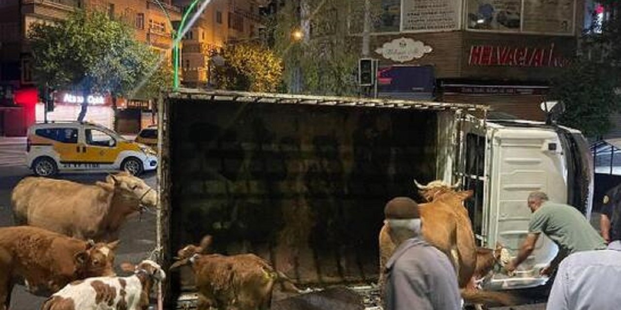 Diyarbakır’da büyükbaş yüklü kamyonet devrildi