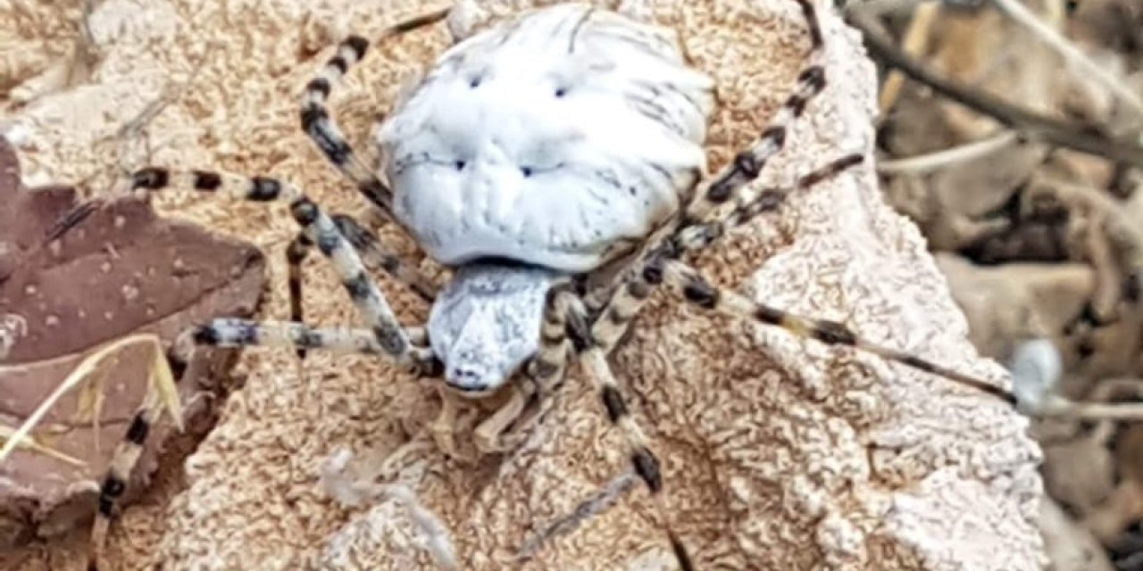 Dünyanın en zehirli örümceklerinden biri görüntülendi