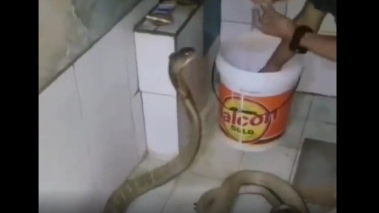 Maşrapa ile kobrayı yıkayan kadın gündem oldu