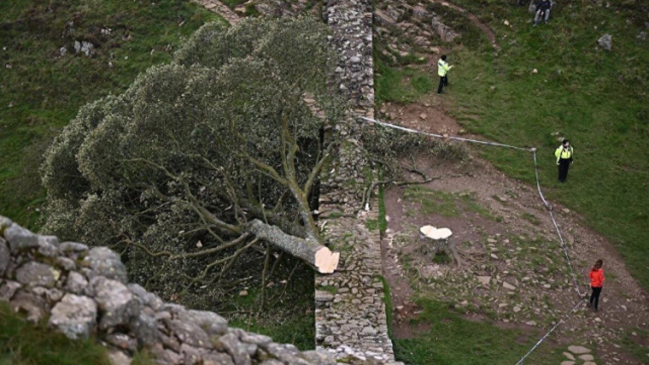 16 yaşındaki çocuk Hollywood filmlerinde olan en ünlü ağacı kesti