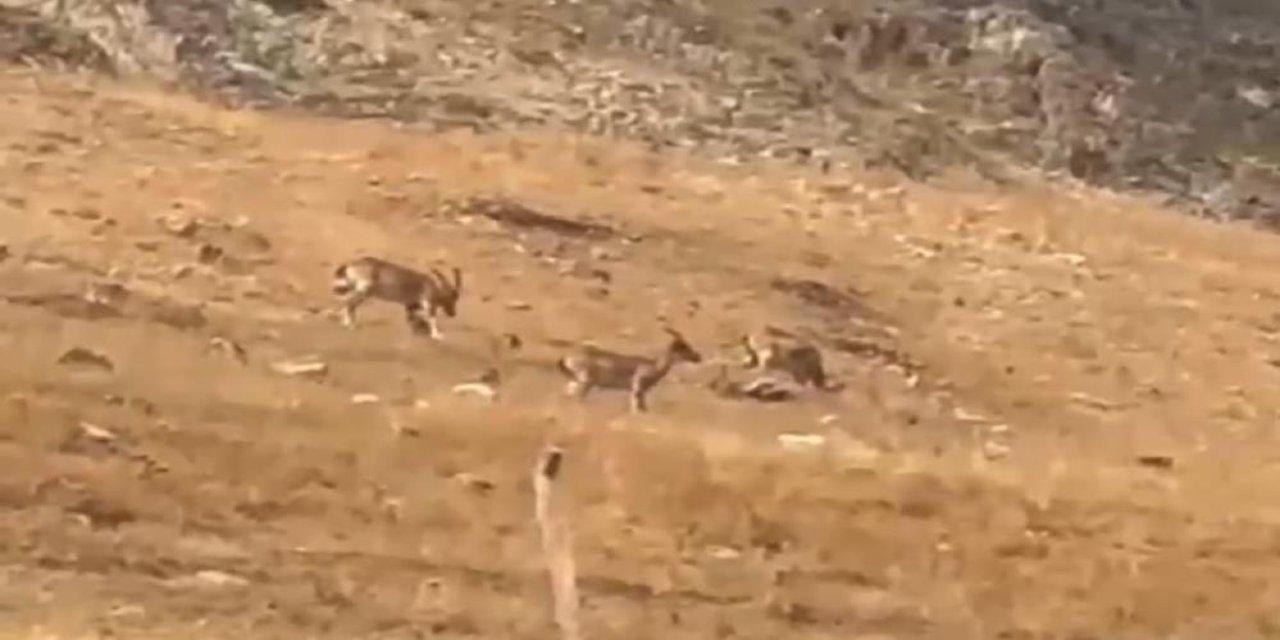 Ergani’de yaban keçileri görüntülendi