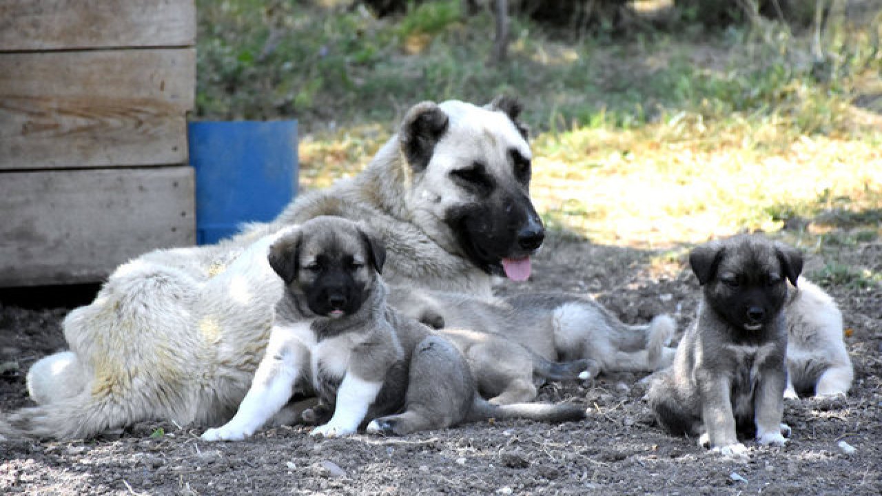 Kangal köpeklerinin eğitilebilirliği 'yapay zeka' ile ortaya çıkarılacak