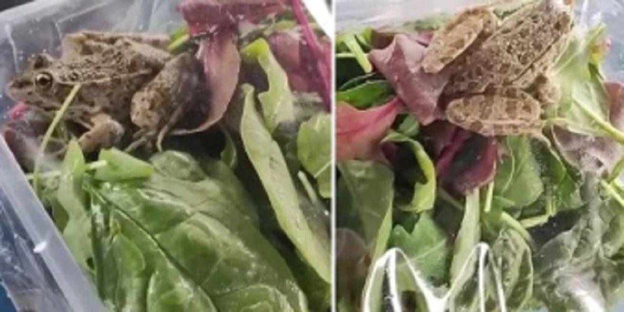 Paketli salatadan canlı kurbağa çıktı