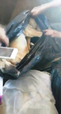 Barınaktaki köpeklerin öldürüldüğü iddiası