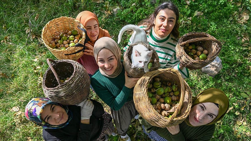 Dağlarda topladıkları cevizi birçok şehre gönderiyor