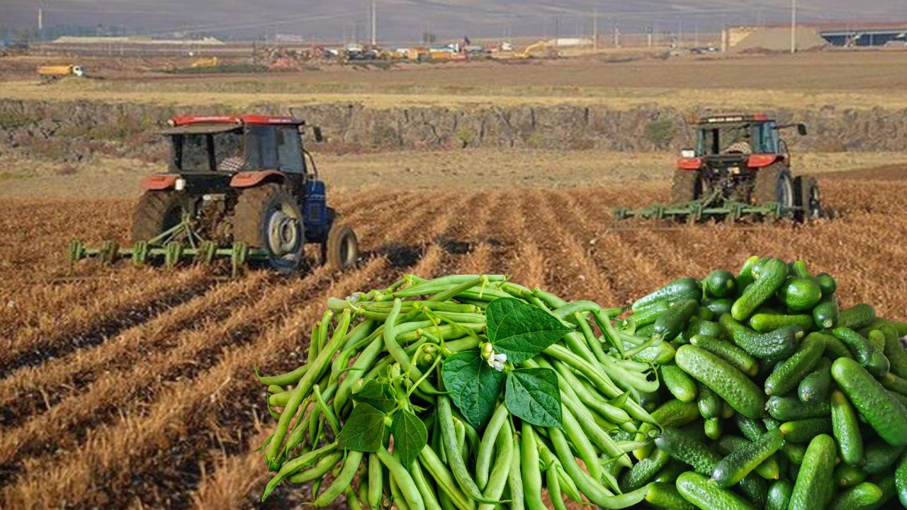 Diyarbakır tarımında ikinci ürün bereketi