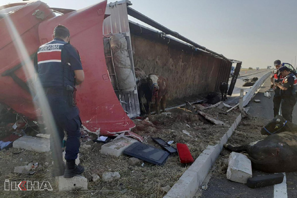 Kurbanlık yüklü TIR devrildi: 2 yaralı