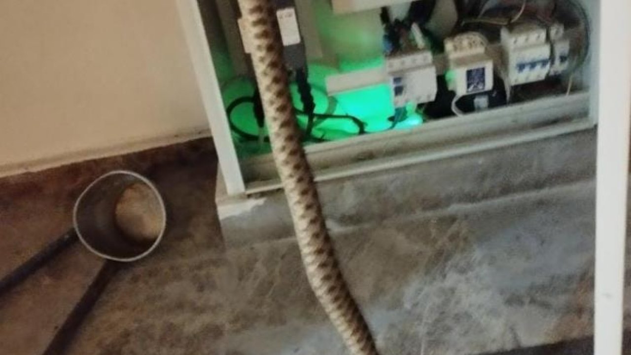 Elektrik panosundaki yılan korkuttu