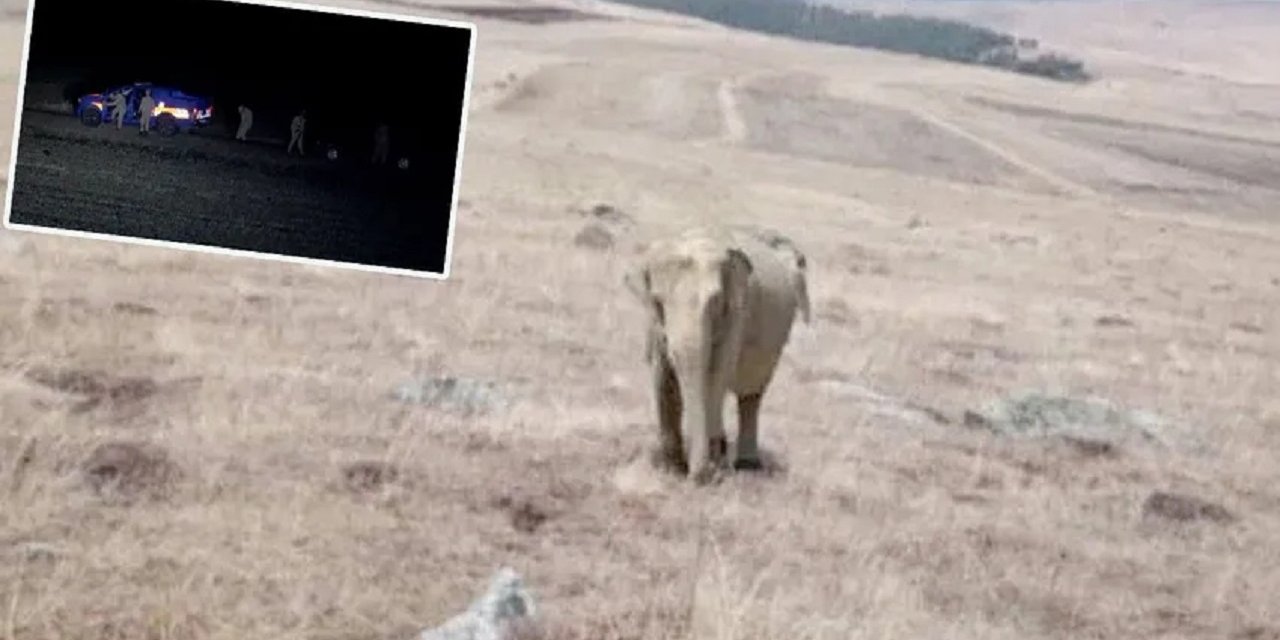 Ardahan'da fil mi görüldü? Valilikten açıklama