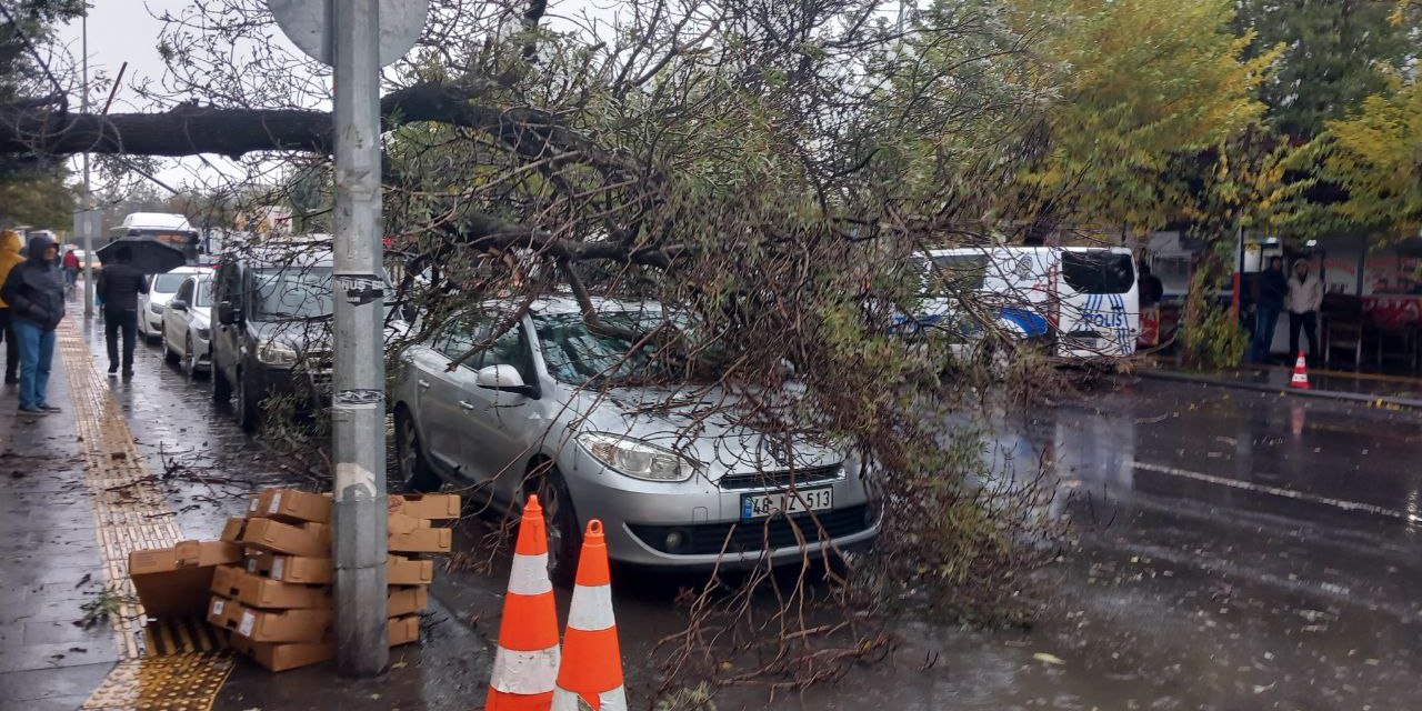 Diyarbakır’da ağaç, park halindeki otomobilin üzerine devrildi