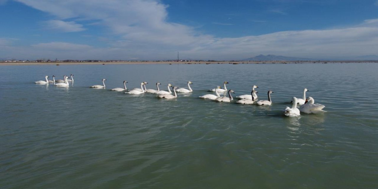 Arin Gölü’ndeki flamingolar yerini kuğulara bıraktı