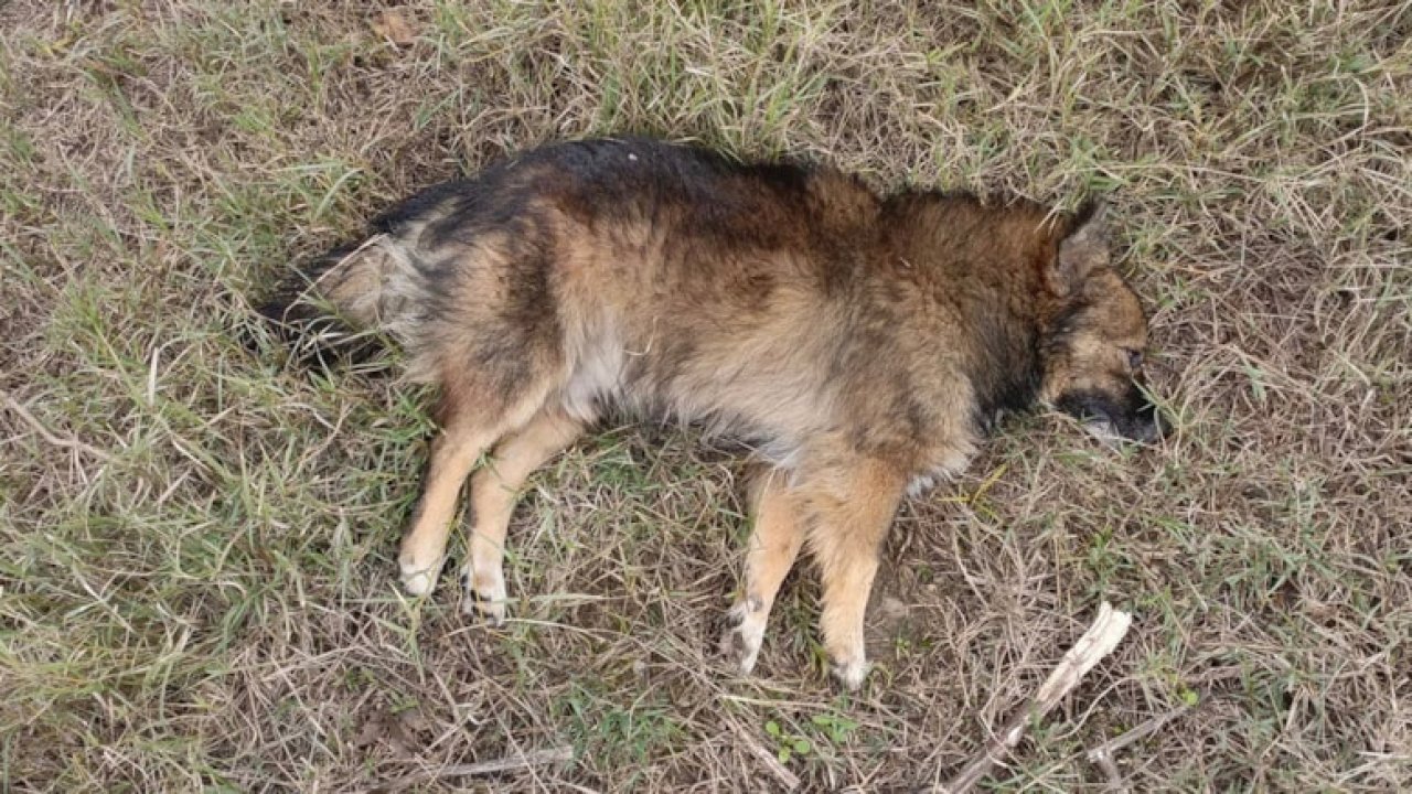 İki ilçede onlarca ölü köpek bulundu