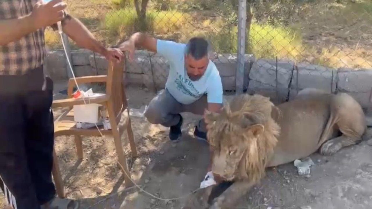 Diyarbakırlı iş insanı aslanları tedavı ediyor