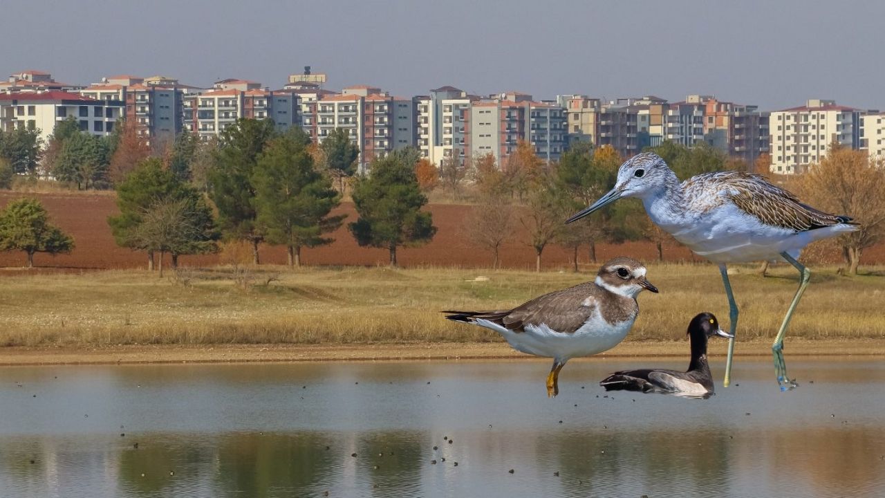 Diyarbakır’daki 150'ye yakın kuş türüne 'yapılaşma' tehdidi