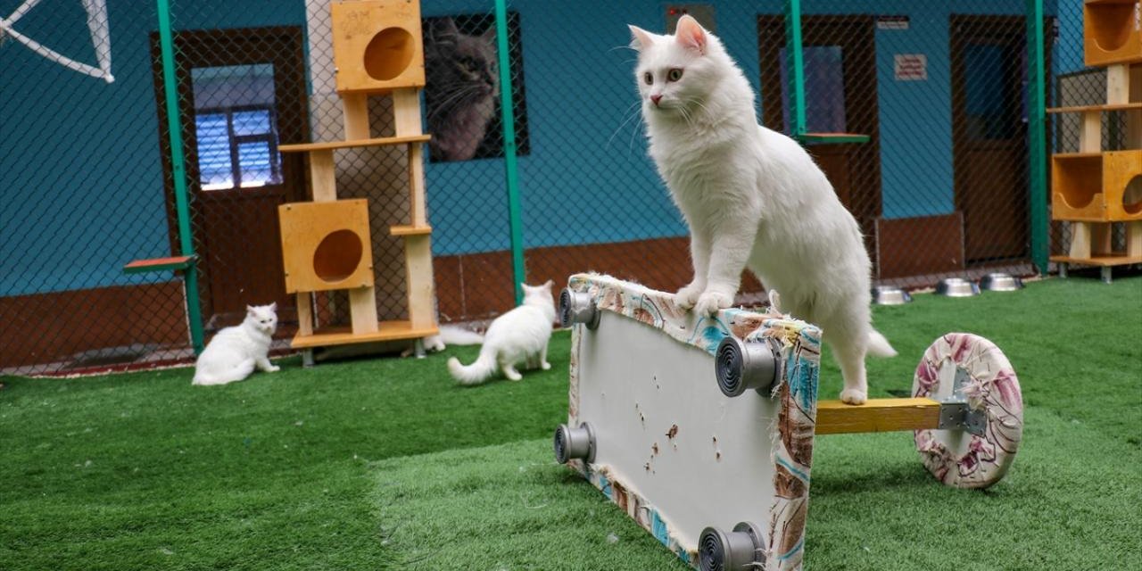 Kedi Villası'nda 80 yavru sahiplendirildi