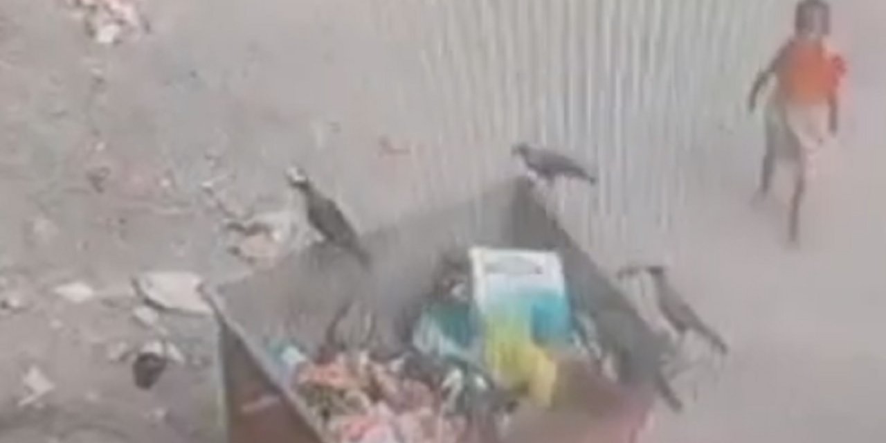 Yiyecek aradığı çöp konteynerinin altında kalarak can verdi