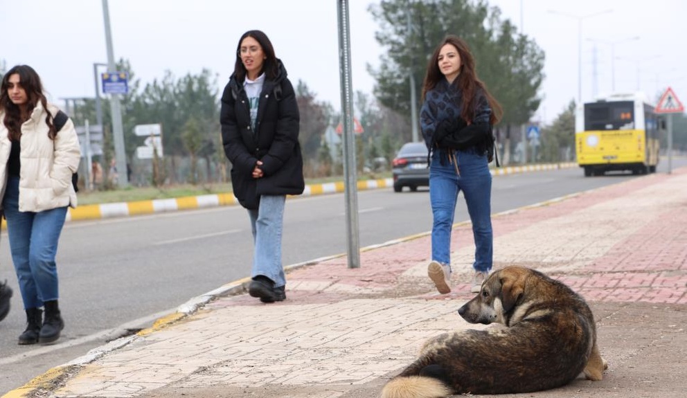 Diyarbakır’da sokak köpekleri için çözüm bulundu